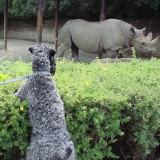 Aerin watching the rhinoceros.