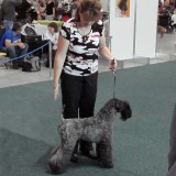 Aerin Princess Safirit - IDS Bratislava - Nomination for Cruft´s 2012, CACIB, CAC, V1