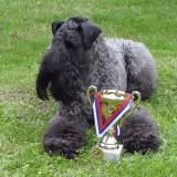 Aerin Princess Safirit - MVP Brno - CACIB, CAC, V1